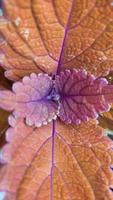 jardin avec fleurs ornementales colorées dans un jardin tropical, plantes délicates colorées, pétales de petites fleurs photo