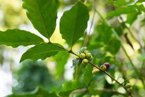 grains de café sur le buisson à la plantation photo