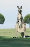 kangourou debout sur l'herbe verte photo