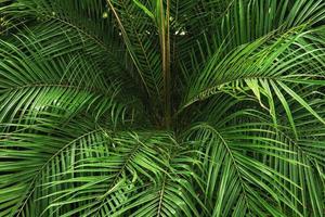 gros plan de feuilles de palmier vert dans la forêt tropicale. photo