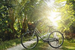 vélo dans le jardin de fruits tropicaux rustique photo