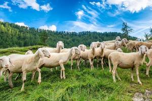 transhumance des moutons en montagne photo