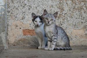 deux petits chats photo