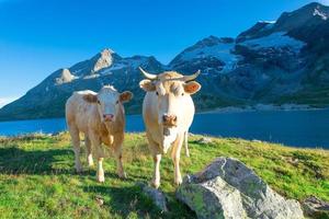 deux vaches claires paissant dans les hautes montagnes photo