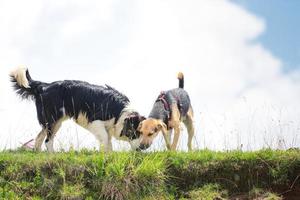 deux chiens sentent quelque chose dans le pré photo