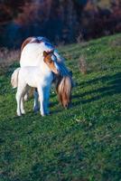 poney dartmoor sauvage, mère et poulain photo