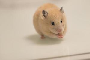 un hamster sur fond blanc fourre avidement de la nourriture derrière ses joues. photo