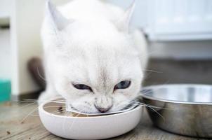 un chat affamé en appétit mange dans un bol de délicieux pâté pour animaux. photo