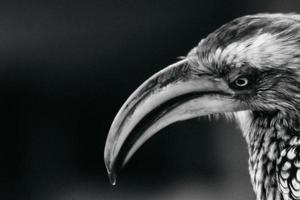 portrait de calao, afrique du sud photo