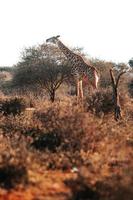 girafe au coucher du soleil photo