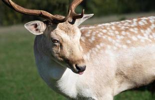 gros plan et portrait d'un jeune cerf avec des bois. le cerf est debout dans un pré. il a tourné la tête sur le côté et sort légèrement la langue de sa bouche. photo