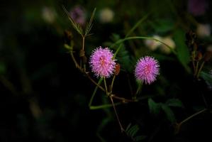 fleur de makahiya ou fleur de honte photo