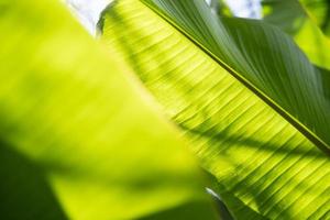 congé de banane avec rétro-éclairage extérieur. belle et ordonnée à partir des lignes de rayures de feuilles de bananier. fond de texture de feuille verte fraîche de contre-jour. photo