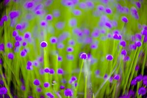 fleur de fleur violette et floue sur le terrain. belle croissance et fleurs sur le pré fleurissant dans la nature photo