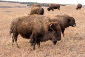 bison brun broutant dans la prairie du kansas photo