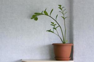 le pot d'une plante d'intérieur zamioculcas sur fond clair. fleur en pot sur l'étagère. photo