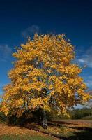 un grand arbre à feuilles caduques jaune est brillamment coloré en automne. le ciel est bleu foncé et crée un contraste intéressant. l'image est au format portrait. photo