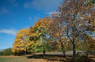 photo de paysage de 4 arbres à feuilles caduques debout l'un derrière l'autre. le ciel est bleu avec des nuages. certains arbres sont nus ou ont encore des feuilles jaunes ou vertes en automne.