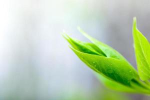 jeunes feuilles de lilas vert juteux photo