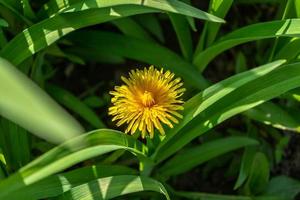 un pissenlit jaune parmi l'herbe photo