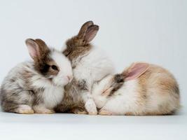 lapin groupe animal de compagnie animal sauvage blanc marron couleur joli beau mammifère petit jeune ferme bébé portrait intérieur studio symbole décoration ornement Pâques oeuf oreille heureux printemps saison vacances concept photo