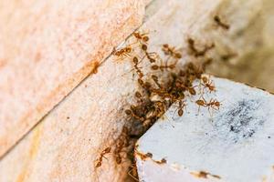 colonie de fourmis de feu grouillant de mur de maison humaine. photo