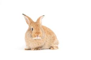 poilu et moelleux mignon lapin rouge brun oreilles dressées sont assis regarder dans l'appareil photo, isolé sur fond blanc. concept d'animal de compagnie rongeur et de pâques. photo