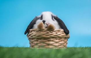 un joli lapin noir et blanc poilu et moelleux est assis dans le panier sur l'herbe verte et le fond bleu. concept d'animal de compagnie rongeur et de pâques. photo