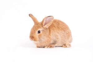 poilu et moelleux mignon lapin rouge brun oreilles dressées sont assis regarder dans l'appareil photo, isolé sur fond blanc. concept d'animal de compagnie rongeur et de pâques. photo