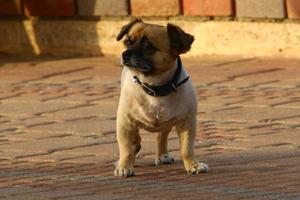 chien en promenade dans le parc de la ville. photo