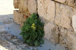 des plantes vertes et des fleurs poussent sur les rochers et les falaises des montagnes. photo