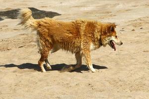 chien en promenade dans le parc de la ville. photo