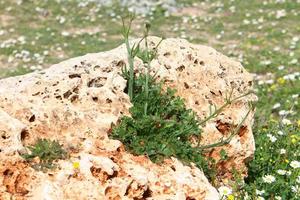 des plantes vertes et des fleurs poussent sur les rochers et les falaises des montagnes. photo