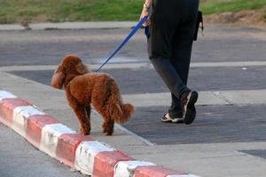 chien en promenade dans le parc de la ville. photo