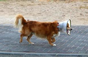 chien en promenade dans le parc de la ville. photo