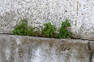 des plantes vertes et des fleurs poussent sur les rochers et les falaises des montagnes. photo