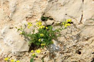 des plantes vertes et des fleurs poussent sur les rochers et les falaises des montagnes. photo