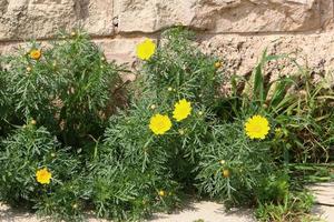 des plantes vertes et des fleurs poussent sur les rochers et les falaises des montagnes. photo