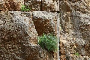 des plantes vertes et des fleurs poussent sur les rochers et les falaises des montagnes. photo