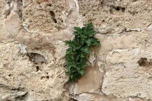 des plantes vertes et des fleurs poussent sur les rochers et les falaises des montagnes. photo