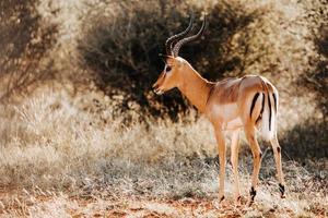 portrait d'impala, afrique du sud photo
