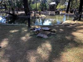 un canard blanc avec des taches noires, une oie court le long d'un sol gris humide à côté d'un étang, une fontaine, un étang dans un parc photo