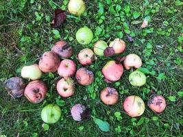 les pommes se trouvent dans un grand tas sur l'herbe. le jardinier ramassait les fruits tombés de l'arbre. pommes vertes, rouges et pourries. préparation d'aliments pour animaux. frais, fruits frais, douceur estivale photo