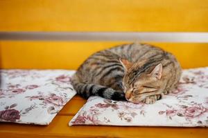 un chat tigre dort doucement sur un banc orange, recroquevillé en boule. photo