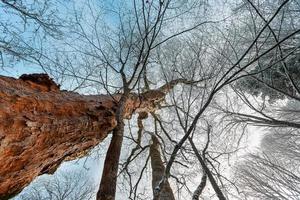 vues de bas en haut des arbres les plus hauts de la forêt d'hiver. photo