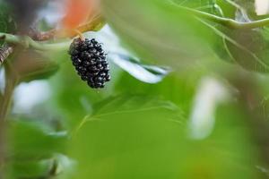 fruits mûrs et frais de mûrier noir mûris sur une branche d'arbre. nourriture saine de mûrier juteux photo