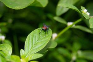 les mouches se perchent sur les feuilles. petits insectes qui ont beaucoup de bactéries et sont nocifs pour la santé. photo
