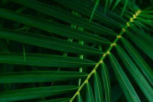 feuilles de plam motif vert naturel sur fond sombre - belle feuille dans la jungle végétale de la forêt tropicale photo