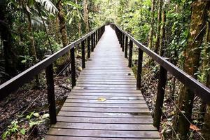 passerelle en bois en forêt photo