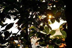 la lumière du soleil à travers les arbres photo